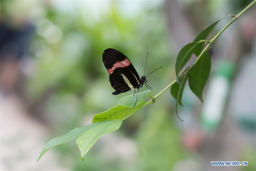 HUNGARY-BUDAPEST-ZOO-BUTTERFLY