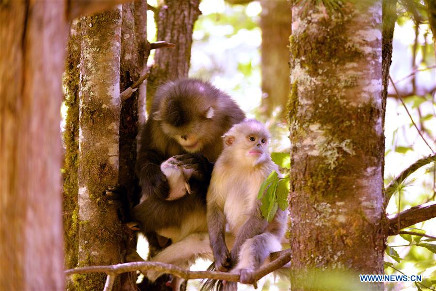 Xinhua Headlines: Saving Yunnan golden hair monkeys