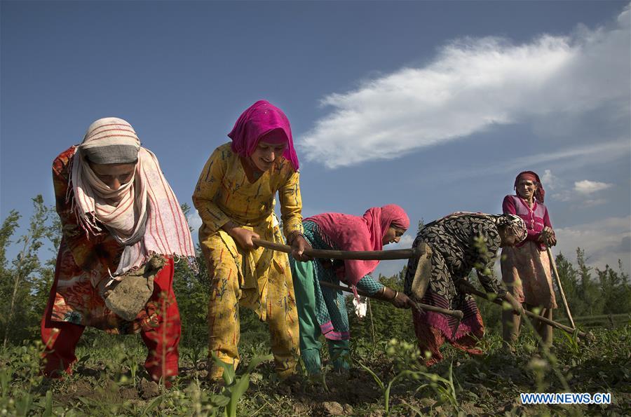 KASHMIR-SRINAGAR-AGRICULTURE