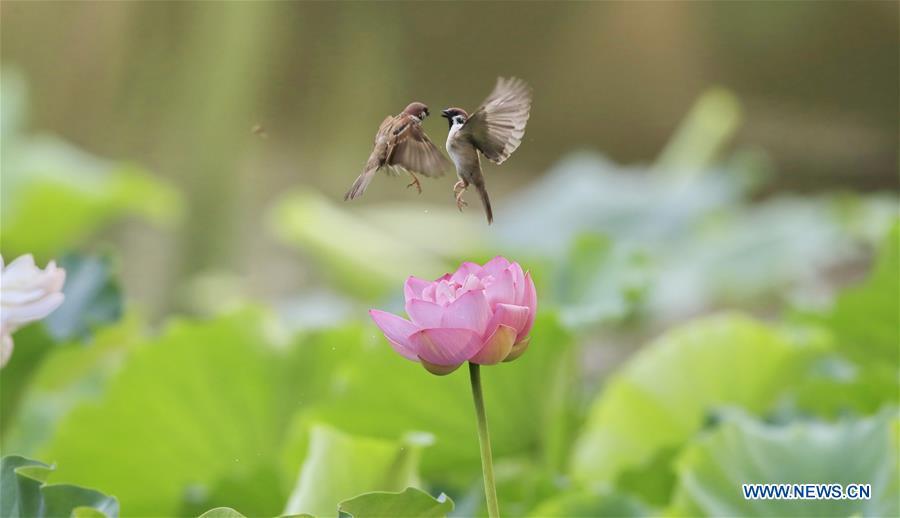 #CHINA-BEIJING-LOTUS-SPARROWS (CN)