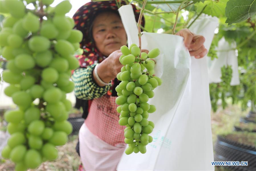 #CHINA-FARMING SEASON (CN)