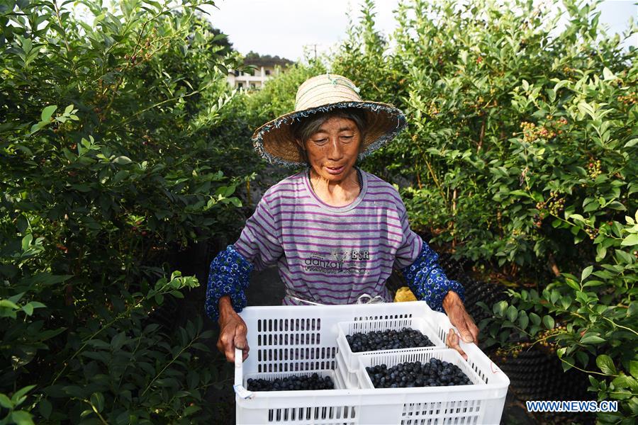 CHINA-CHONGQING-NANCHUAN-BLUEBERRY-RURAL DEVELOPMENT (CN)