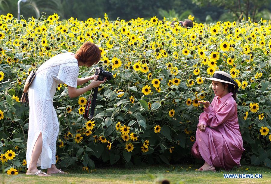 CHINA-SHANGHAI-SUNFLOWERS (CN)