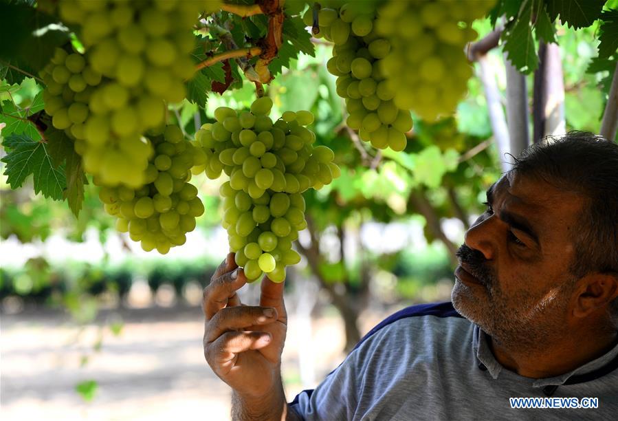 MIDEAST-GAZA-GRAPES-HARVEST