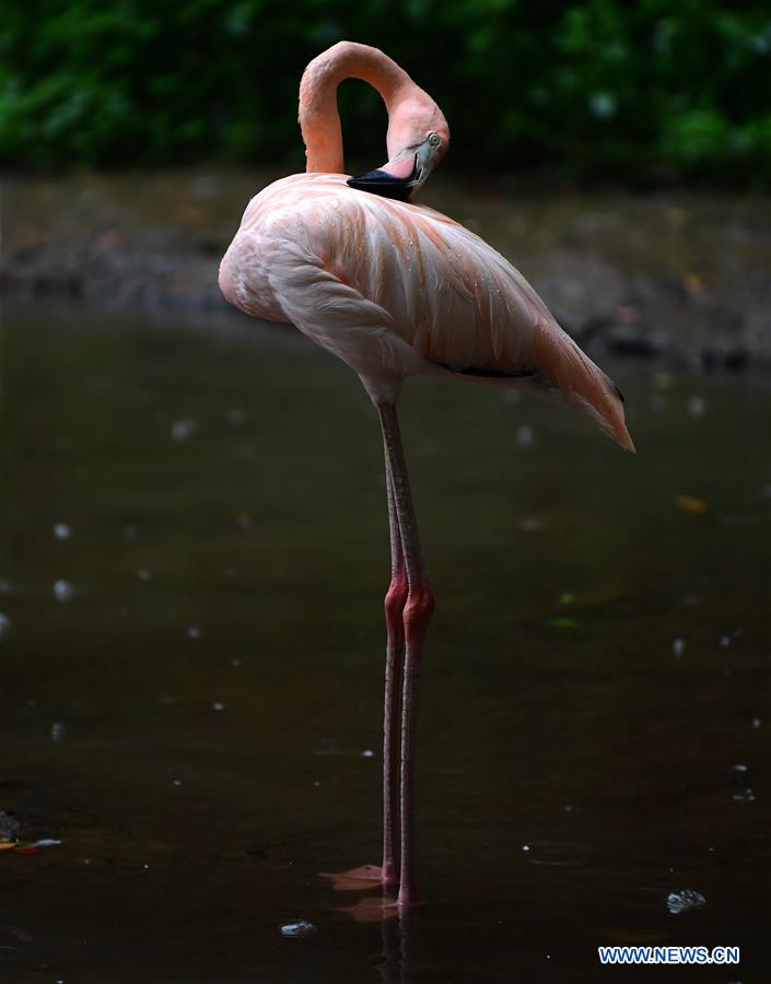 CHINA-JILIN-CHANGCHUN-ANIMALS-RAIN (CN)