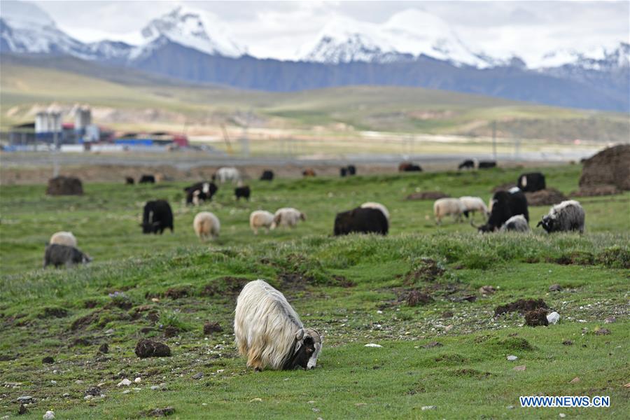 CHINA-TIBET-DAMXUNG-PASTURE (CN)