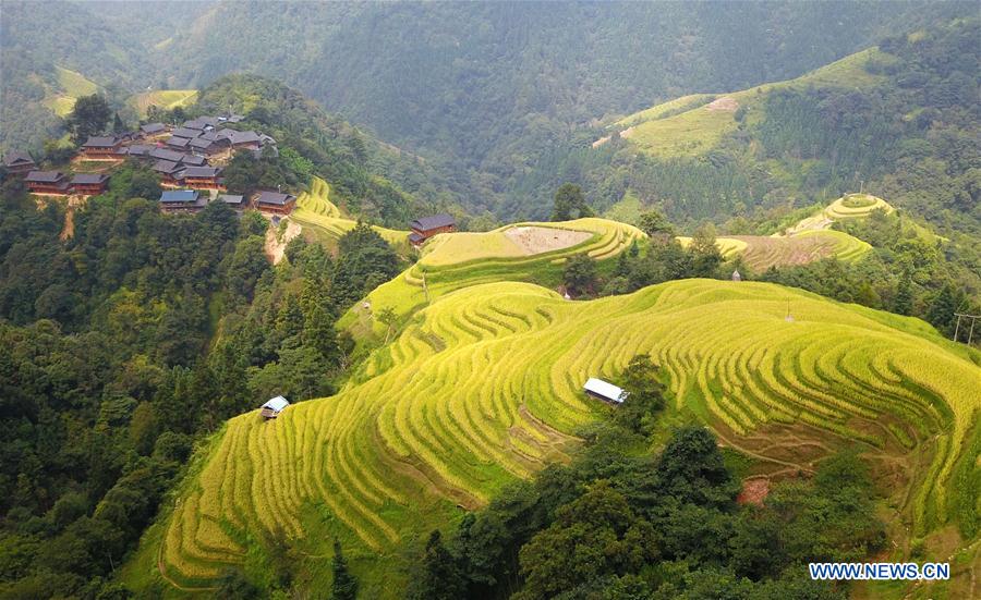 CHINA-GUIZHOU-RONGJIANG-RICE-HARVEST (CN)