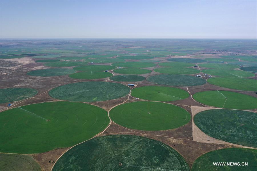 CHINA-INNER MONGOLIA-AR HORQIN-ALFALFA PASTURE (CN)