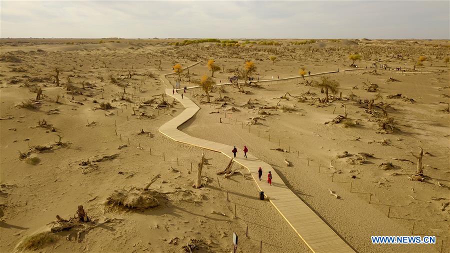 CHINA-INNER MONGOLIA-DESERT POPLAR TREES-SCENERY (CN)