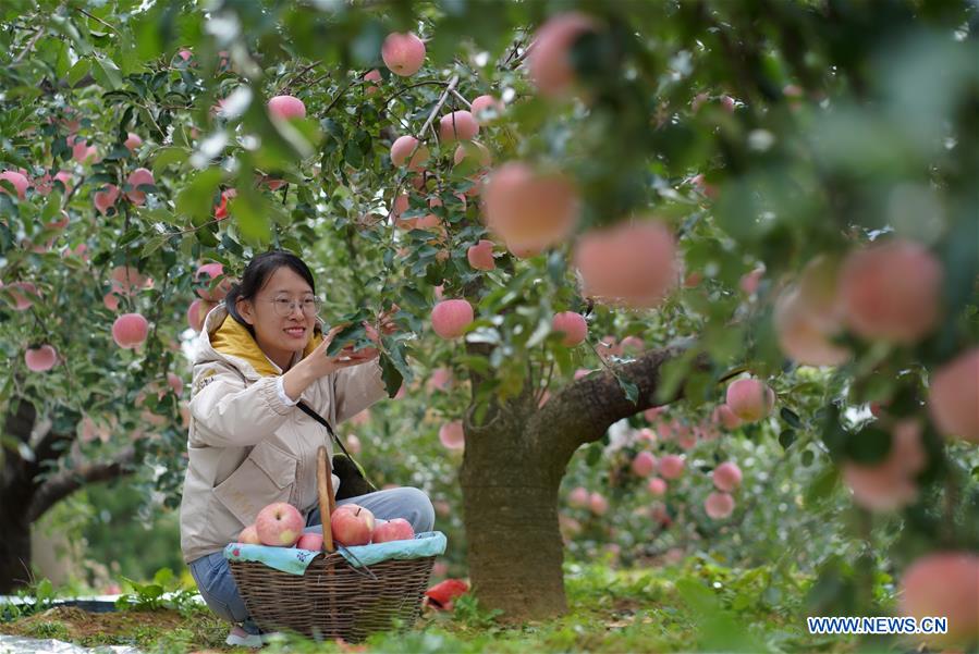 CHINA-HEBEI-APPLE-HARVEST (CN)