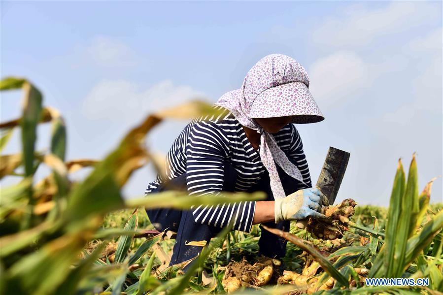 CHINA-SHANDONG-RUSHAN-GINGER HARVEST (CN)