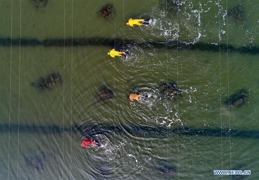 CHINA-HEBEI-LAOTING-SEA CUCUMBER-HARVEST (CN)