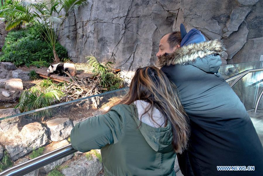 CANADA-CALGARY-ZOO-PANDAS