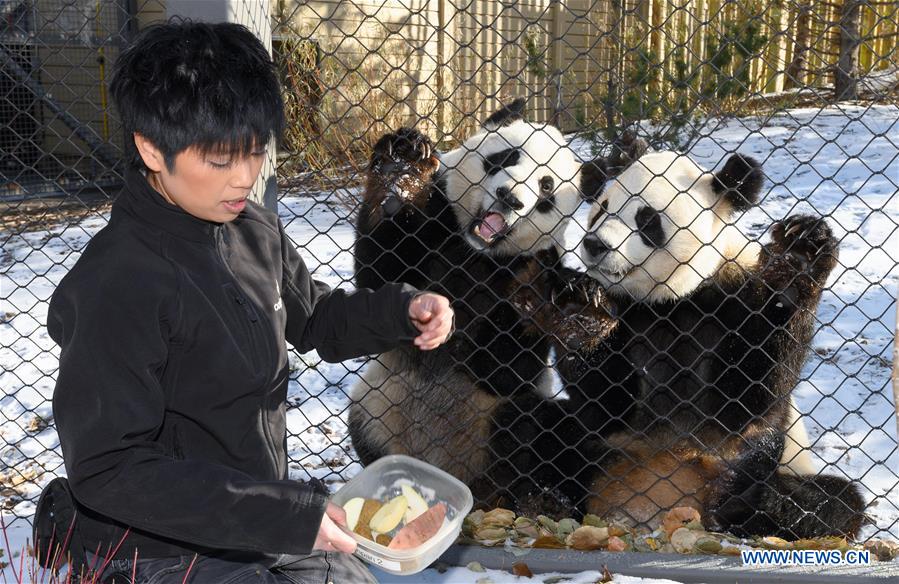 CANADA-CALGARY-ZOO-PANDAS