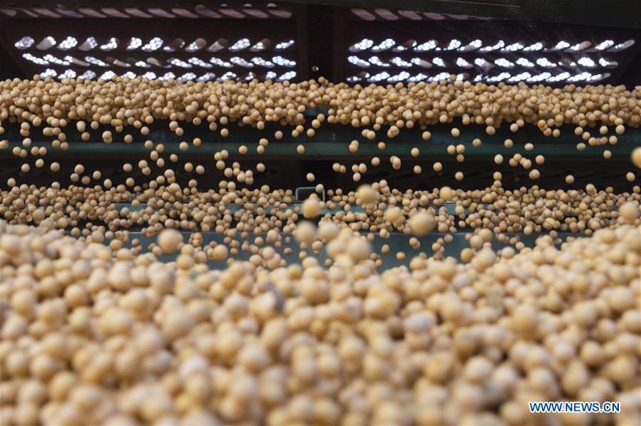 CHINA-HEILONGJIANG-HARBIN-AGRICULTURE-SOYBEAN-GRAIN PROCUREMENT  (CN)