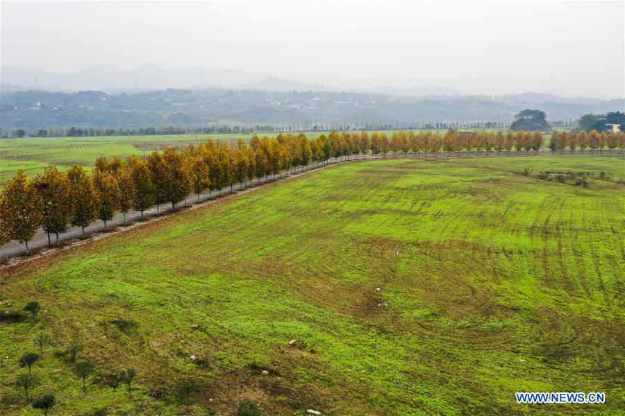 CHINA-CHONGQING-GUANGYANG ISLE-WINTER SCENERY (CN)