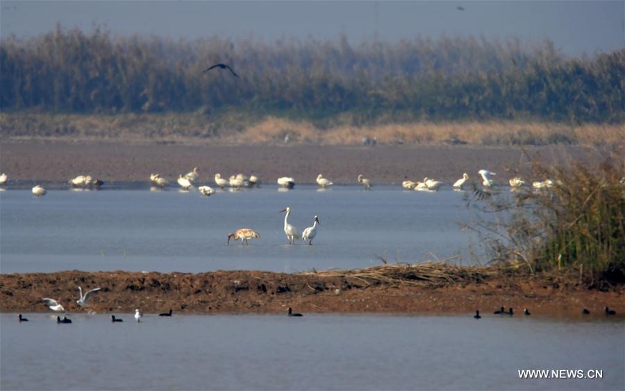 CHINA-JIANGXI-MIGRANT BIRDS-NANJI WETLAND (CN)