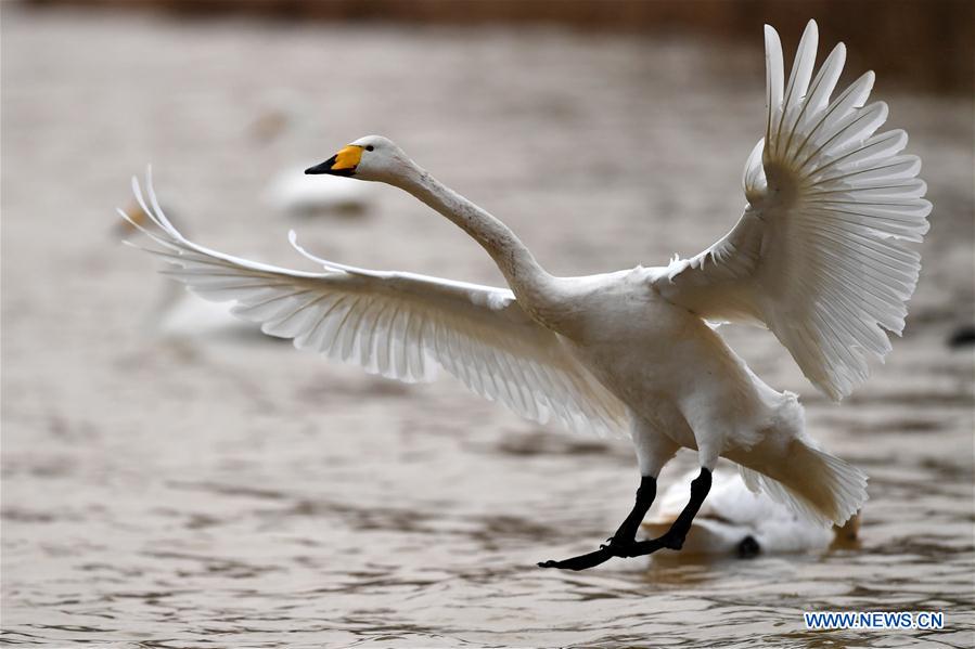 CHINA-SHANXI-WILD SWAN-WINTER HABITAT (CN)