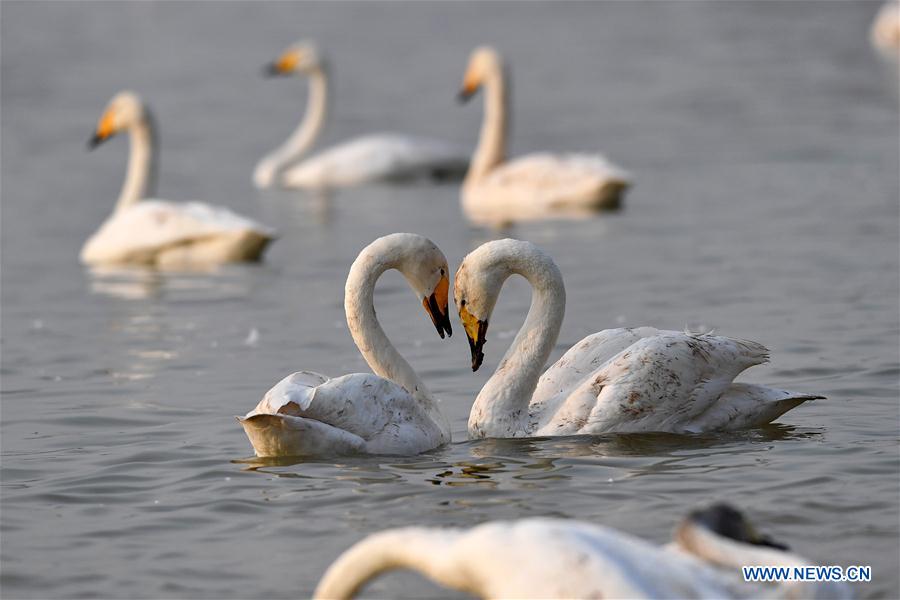 CHINA-SHANXI-WILD SWAN-WINTER HABITAT (CN)