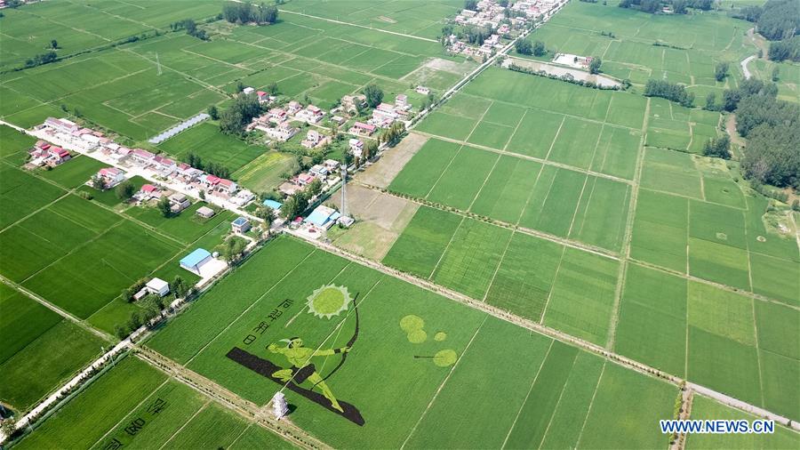 CHINA-ANHUI-RICE PADDY FIELD-ART (CN)