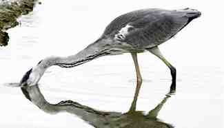 Grey heron seen in Singapore's Pasir Ris Park