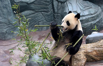 Giant pandas arrive in Huangshan, east China's Anhui