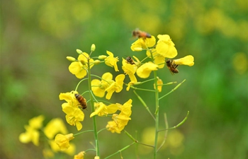 Bee farmers collect honey in China's Hunan Province