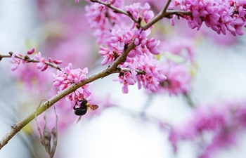 Spring scenery in Chengdu, China's Sichuan