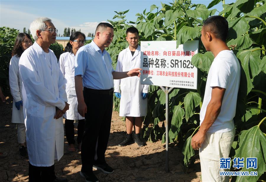 （爱国情 奋斗者·图片互动）（3）张永平：像打造“中国芯”一样打造“中国葵”