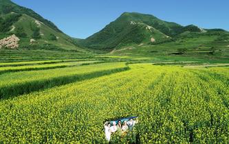 六盘山下 油菜花开扮靓美丽乡村